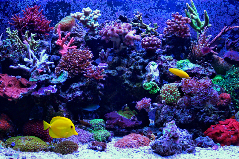 Aquarium - temperature control systems