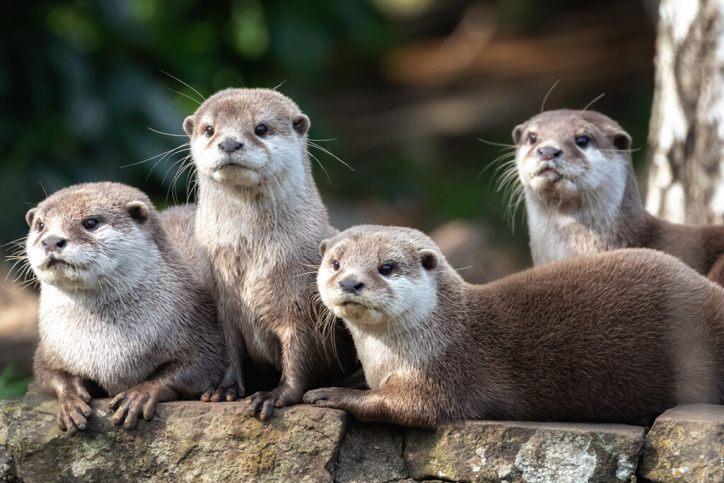 Wildlife-Trust-case-study electric boiler hire