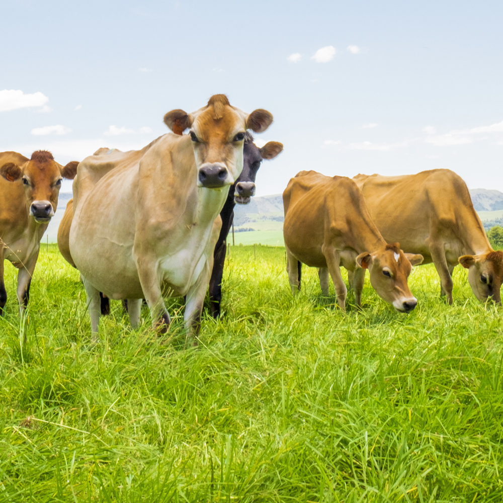 Free Cooling Upgrade for Expanding Scotland Dairy Saves